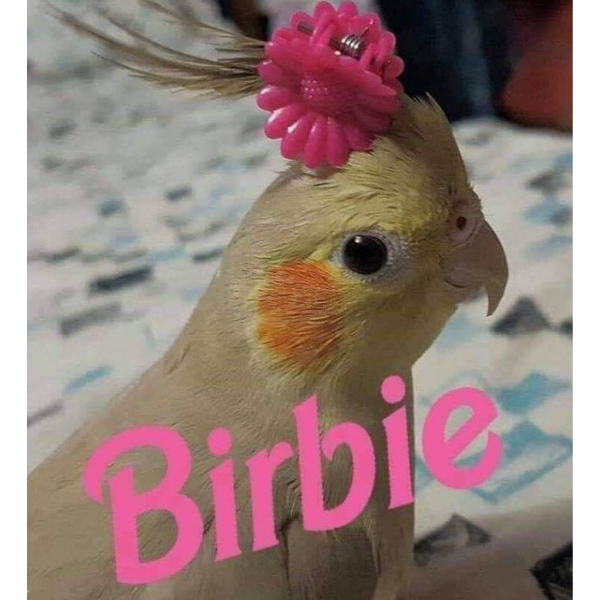 10 Bird Memes To Fly Off With