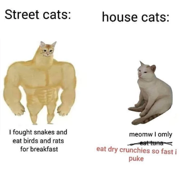 cat meme face | funny cat | Poster