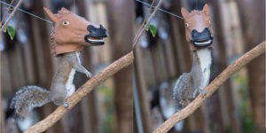 Horse+head+squirrel+feeder.