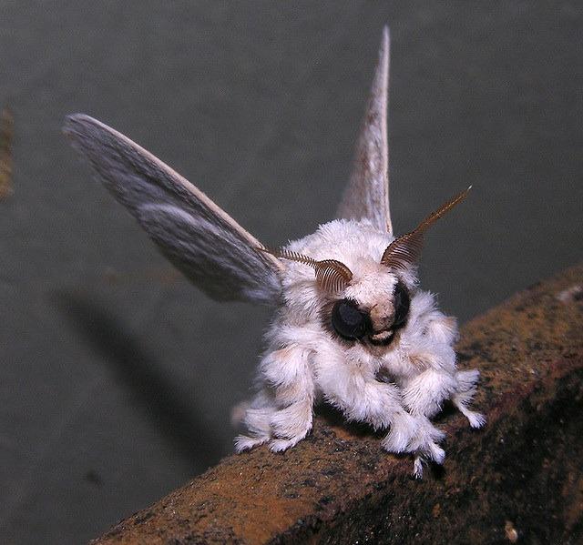 This is a Venezuelan Poodle Moth, newly discovered by Dr. Arthur Anker in the Gran Sabana region of Venezuela.