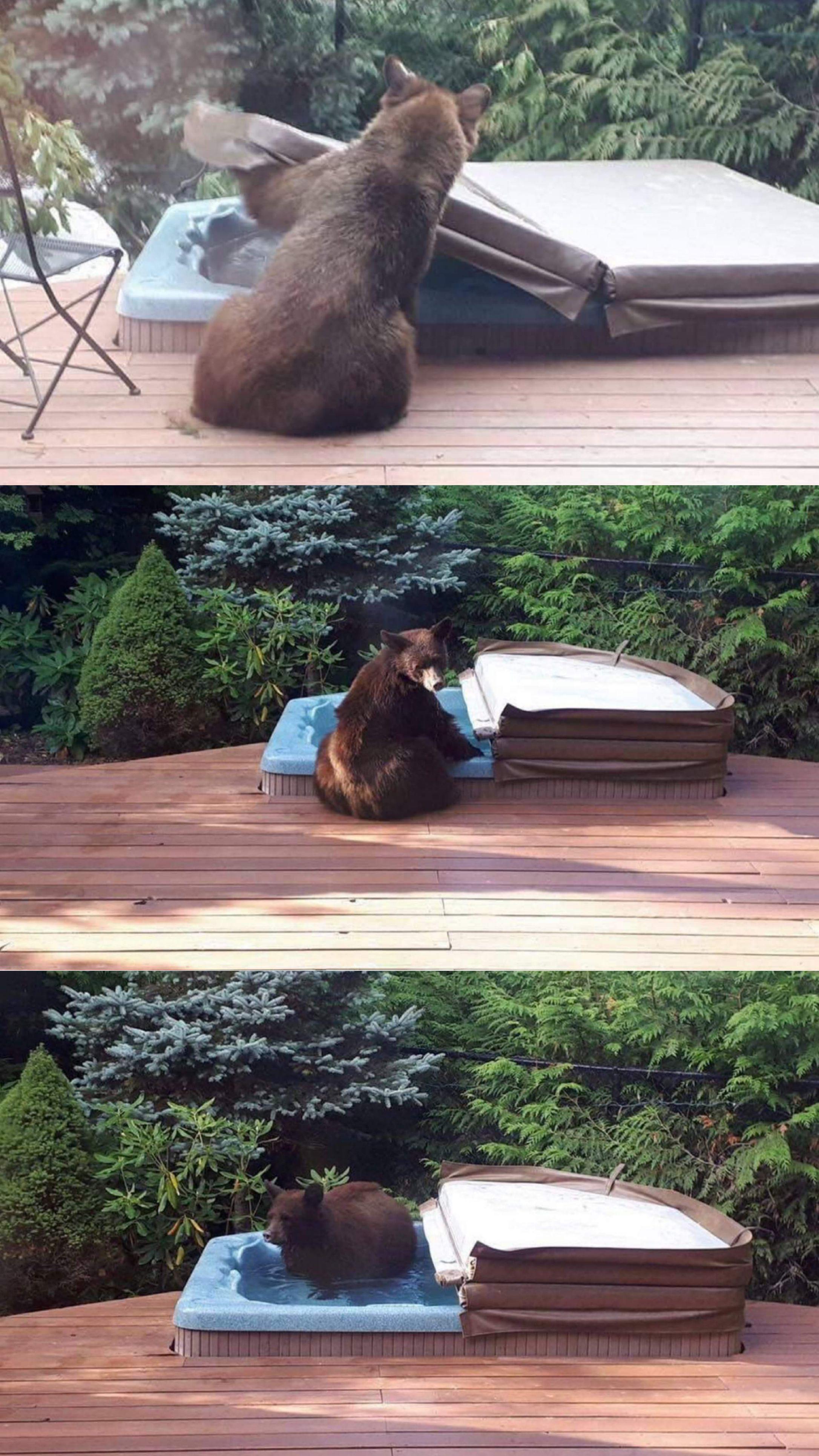 Hot tubs can be for the bears, too.