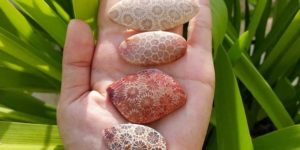 Fossilized+coral+is+beautiful