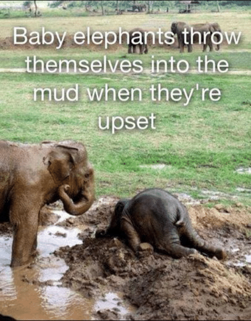 I'm not thirsty, I just like bubbles-- and other elephant cuteness.