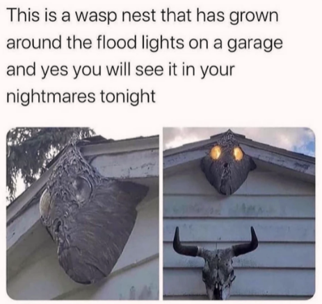 haunted wasp demon  house