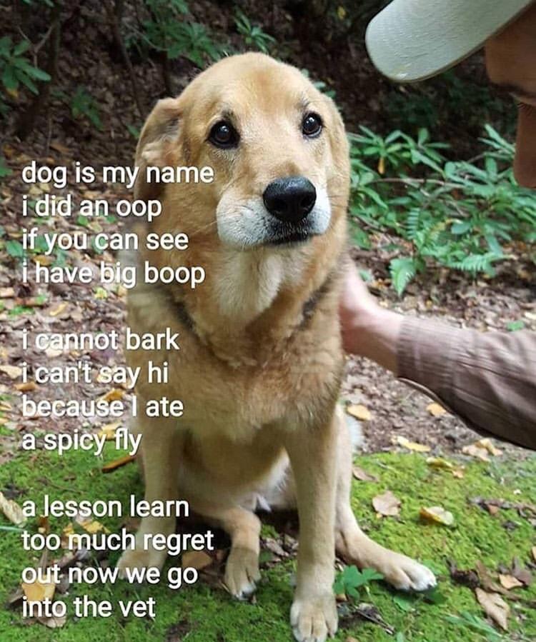 My Name Is Doge 