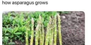 This+is+how+asparagus+grows