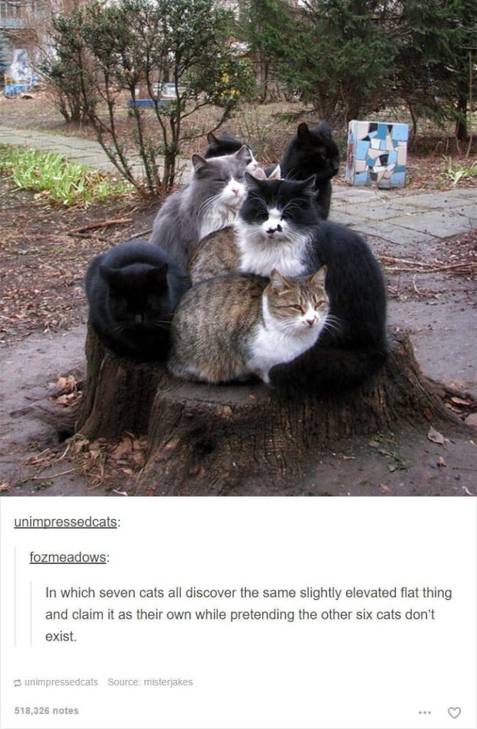 cat tree