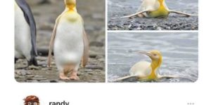 lemon+meringue+penguin