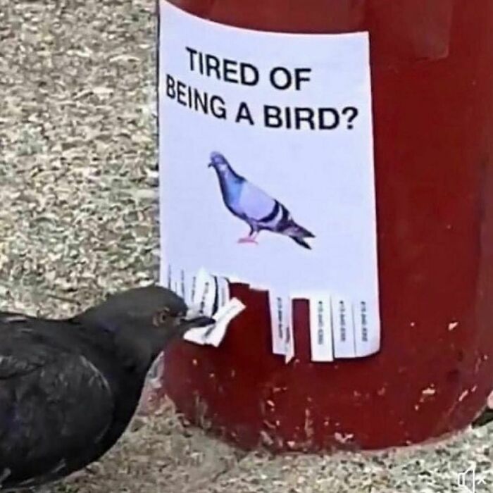 birds aren't real so it doesn't matter anyway