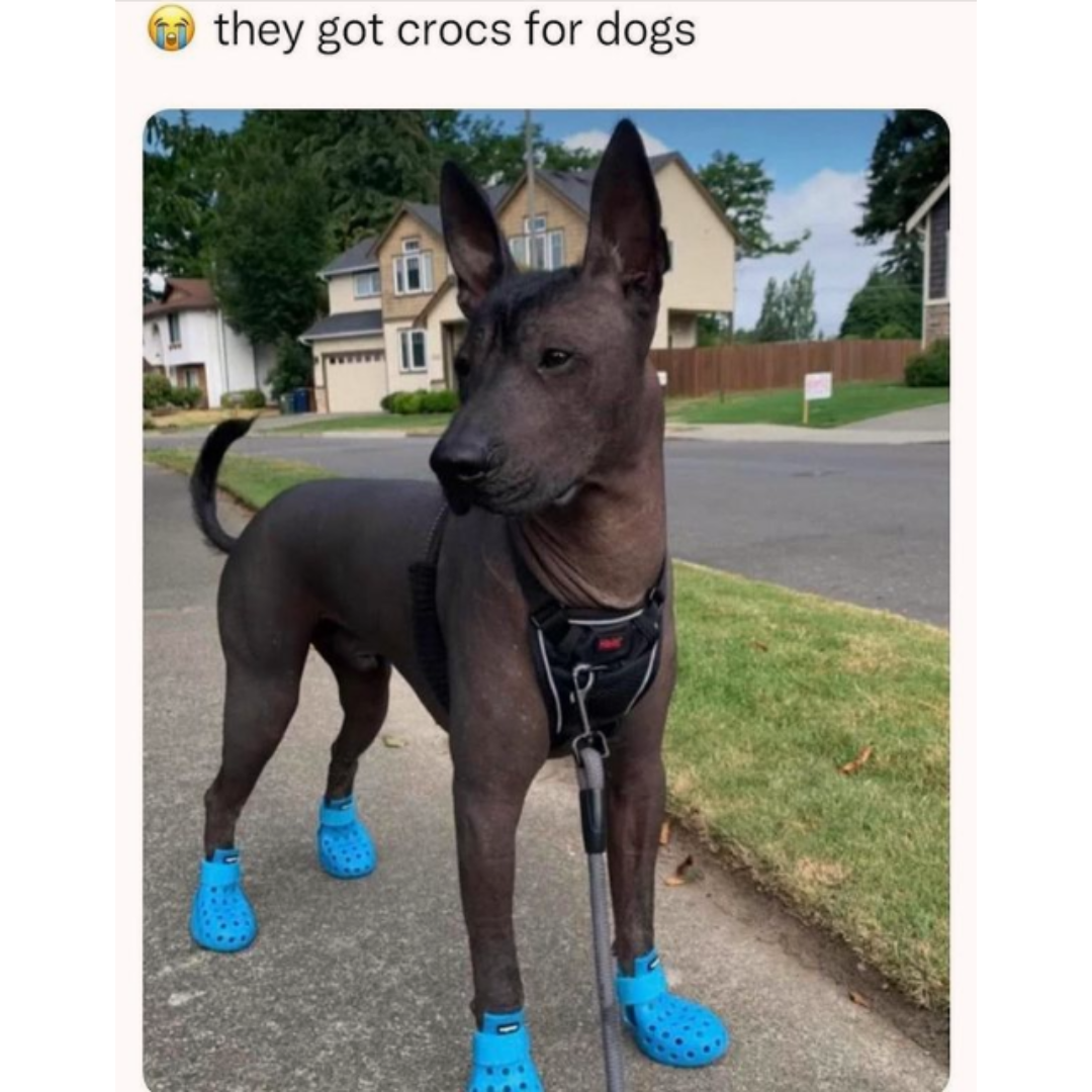 Crocs discount for dogs