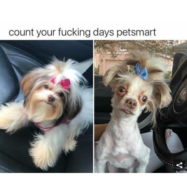 petsmart-grooming-fail