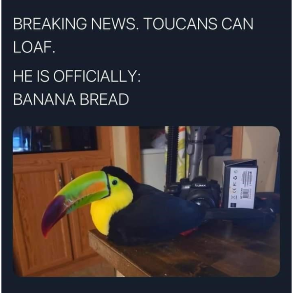 toucan loafs are real!