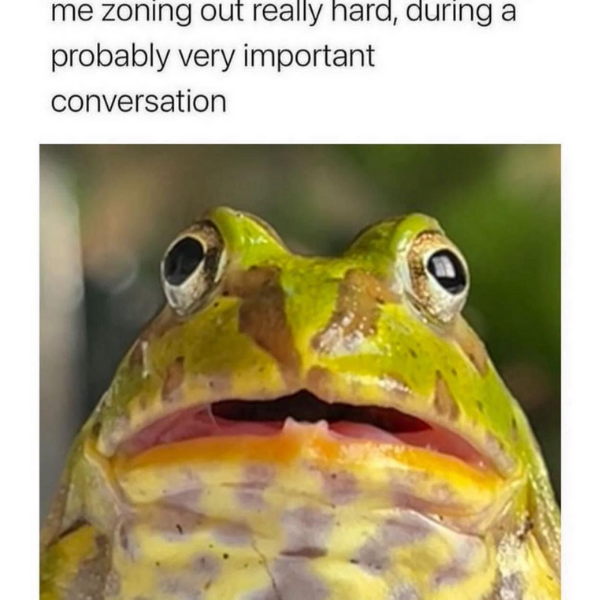 10 Frog Memes Youll Find Ribbiting