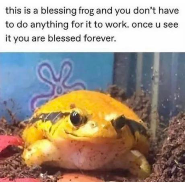 10 Frog Memes You'll Find Ribbiting