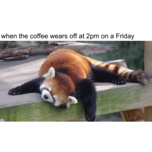 10 Red Panda Memes Because They're Cute and They're Guy's Favourite Animal