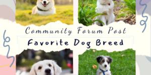 Community Forum Post: Your Favorite Dog Breed (April 29)