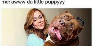 10 Funny Dog Memes to take to the Park